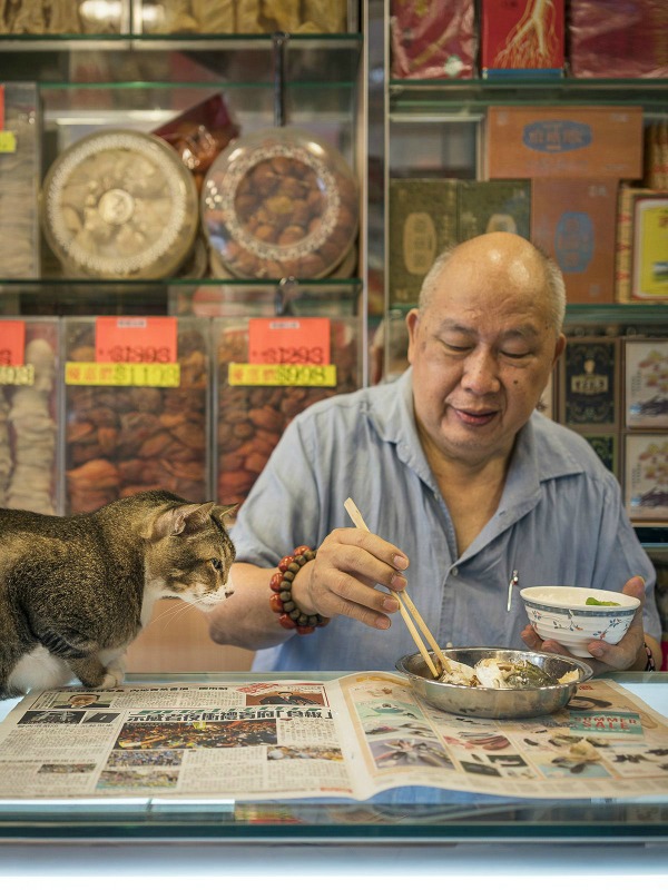 cat wants food