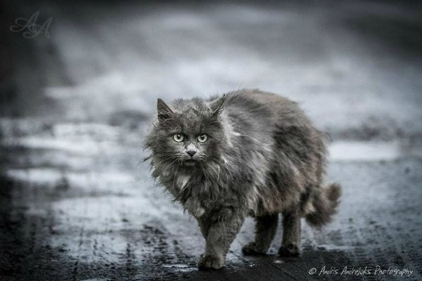 cats latvia