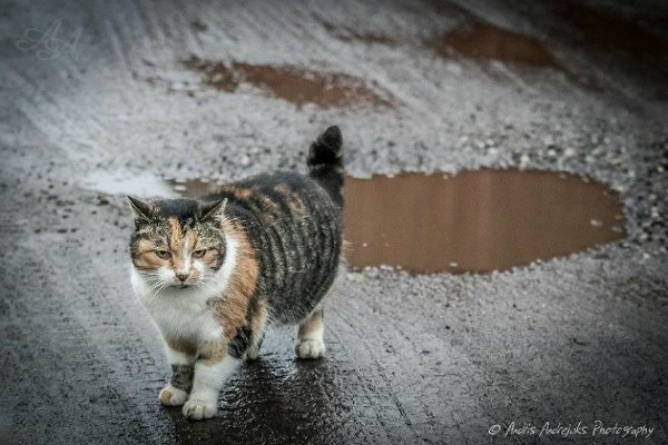 cats of latvia