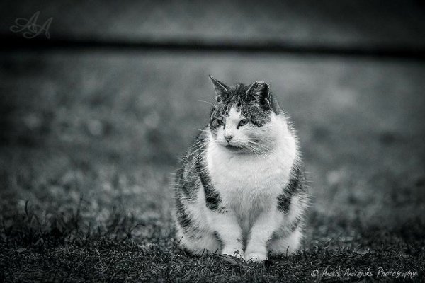 cats photo project