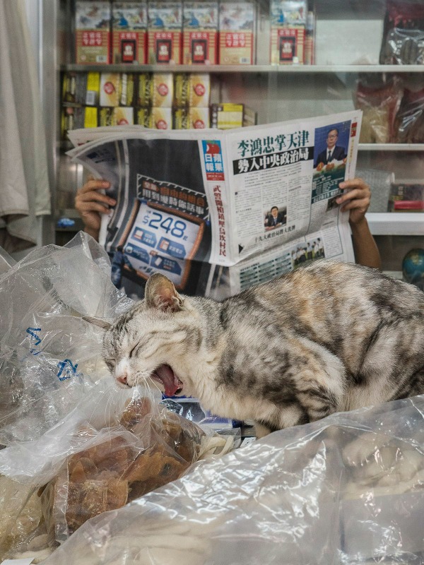 extremely hungry cat