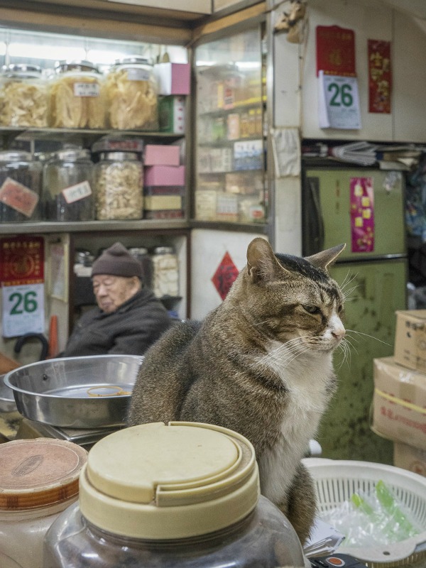 fat cat in hong kong shop