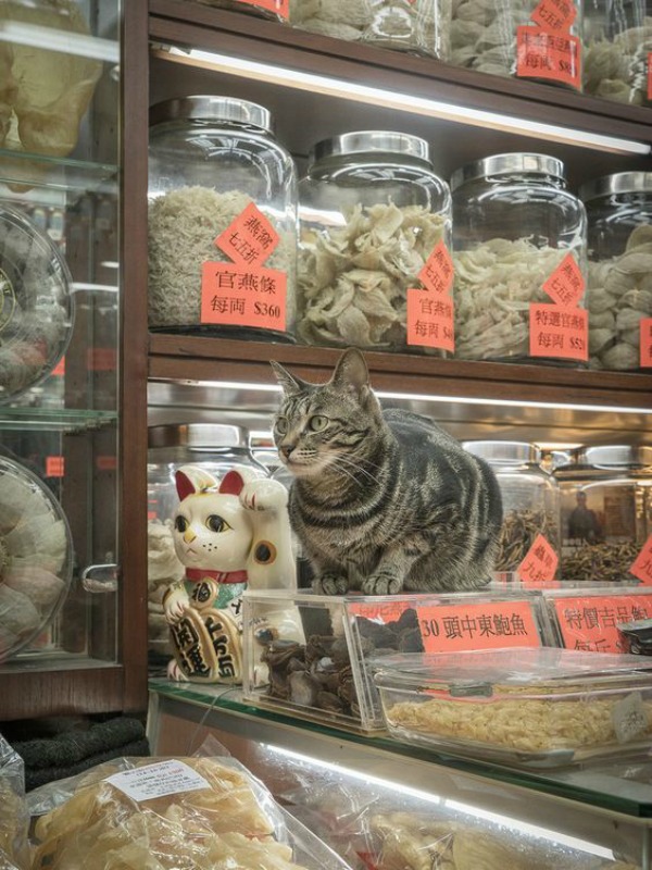 hong kong shop cats