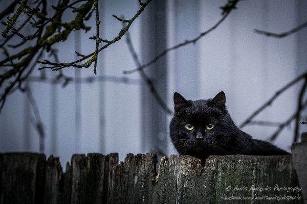 latvia cat