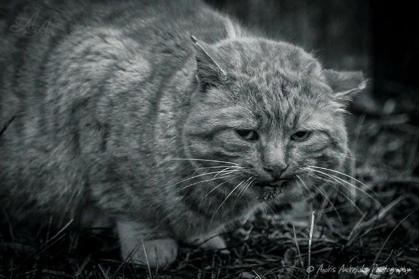 cats latvia