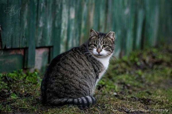photo project cats
