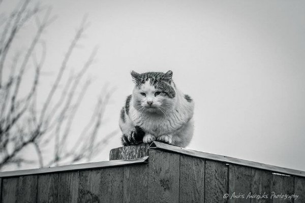 photo shoot cats