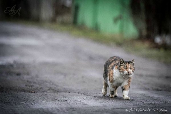 photographer latvia