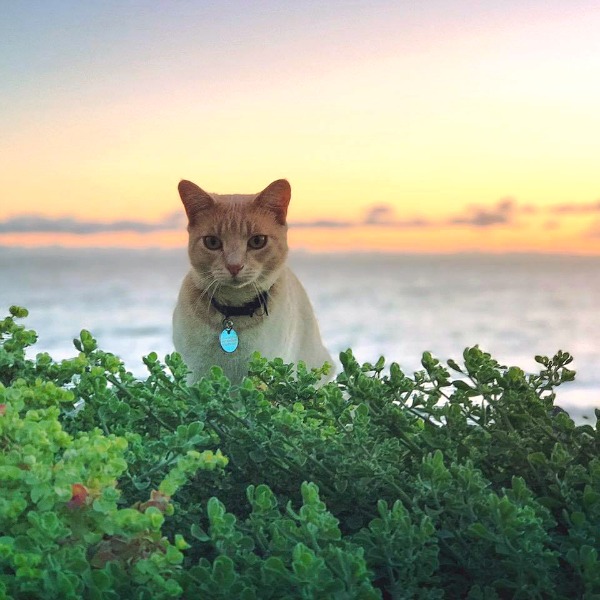 brighton beach cat