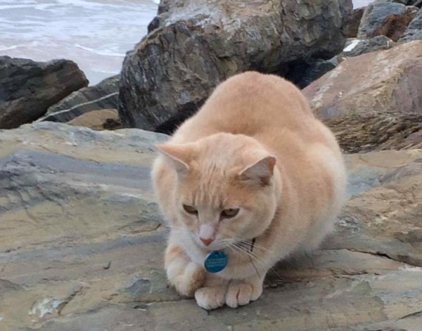 king beach brighton cat
