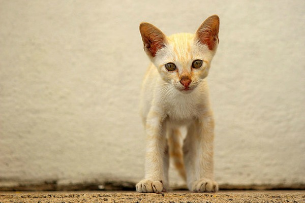 bangkok cats