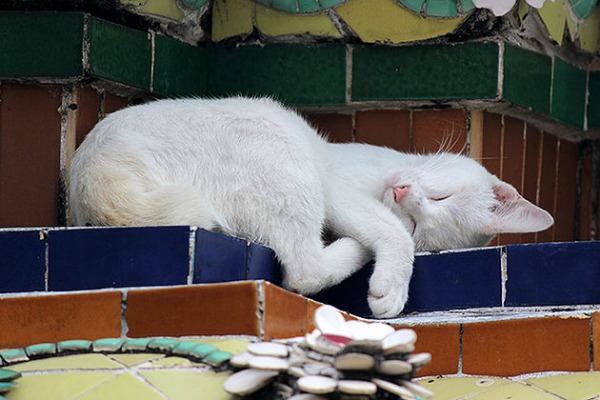 bangkok sleeping cat