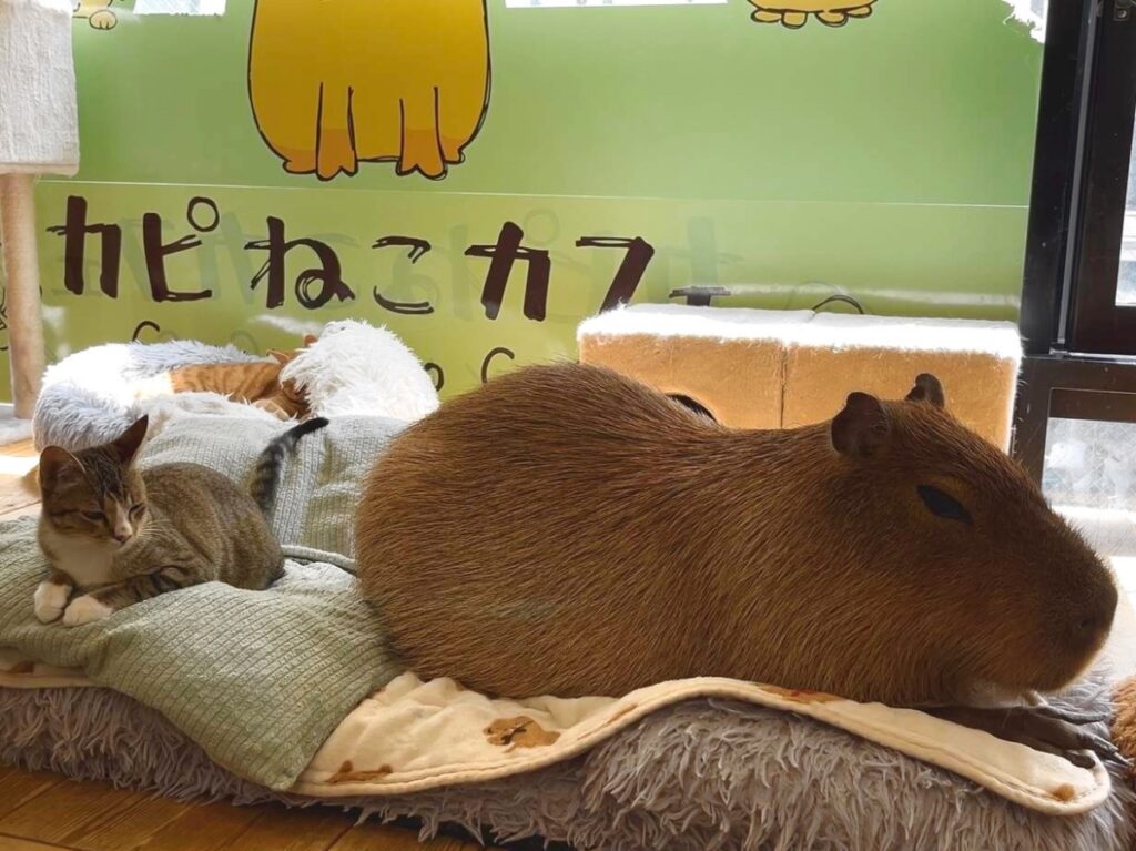 Capy Neko Cafe