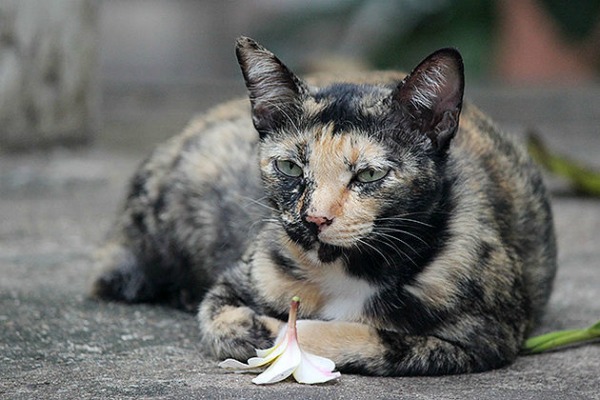 cats in bangkok