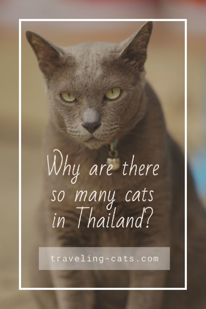 cats in Thailand