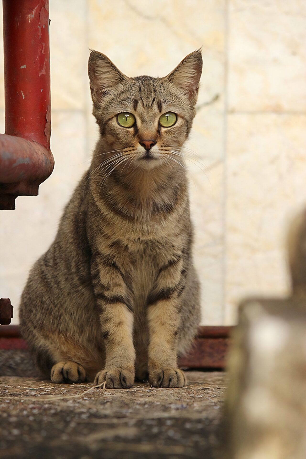 cats of Phuket