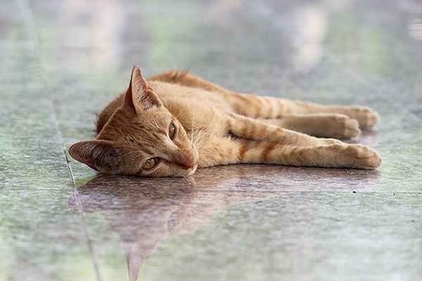 ginger cat bangkok