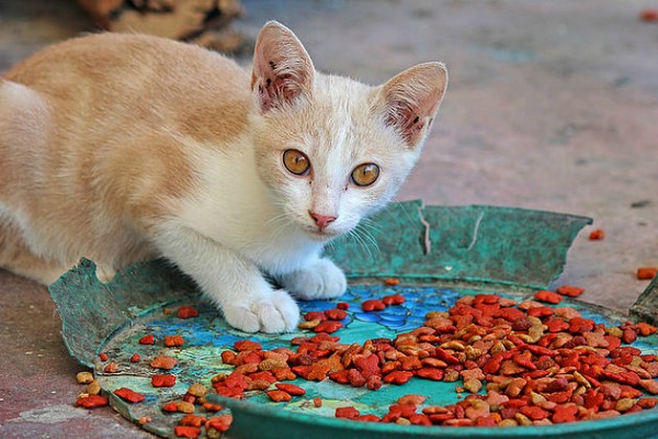 phuket cat