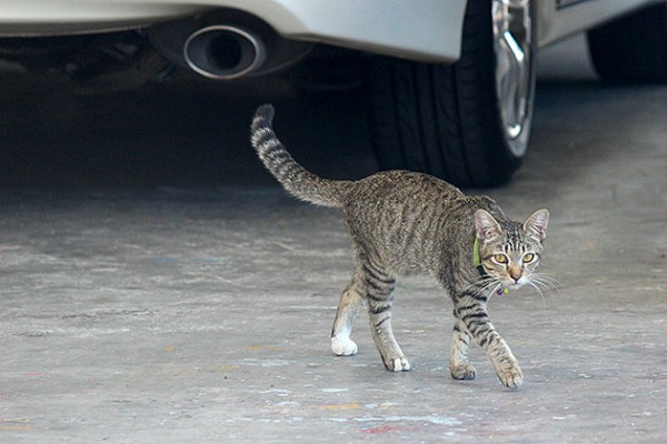 phuket cats
