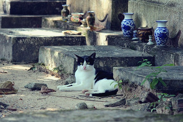 phuket cemetery cat