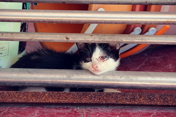 sad kitty