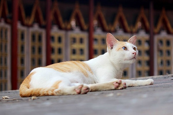 white and ginger cat bangkok
