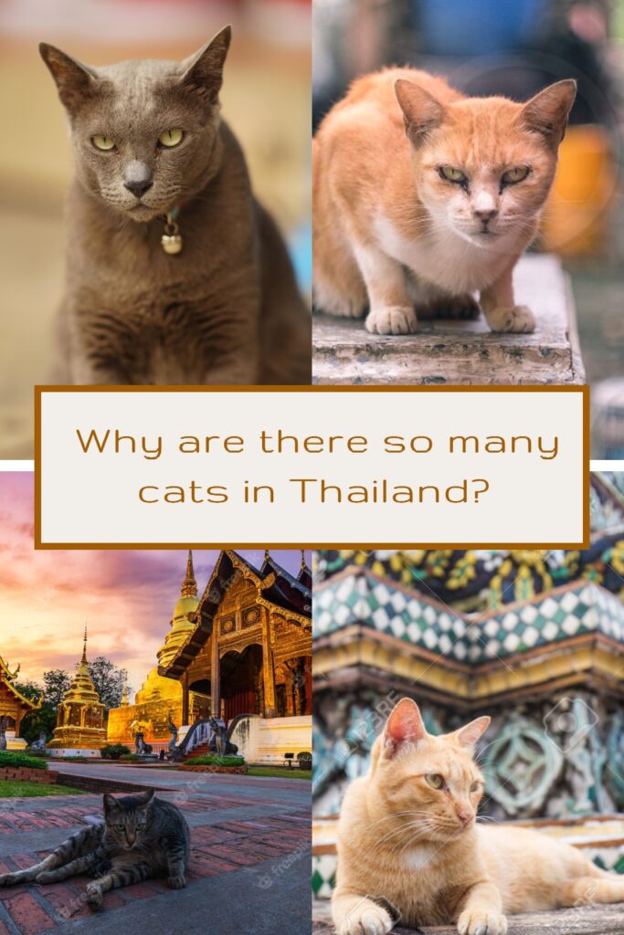 Why are there so many cats in Thailand