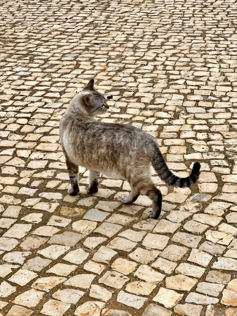 Algarve cat