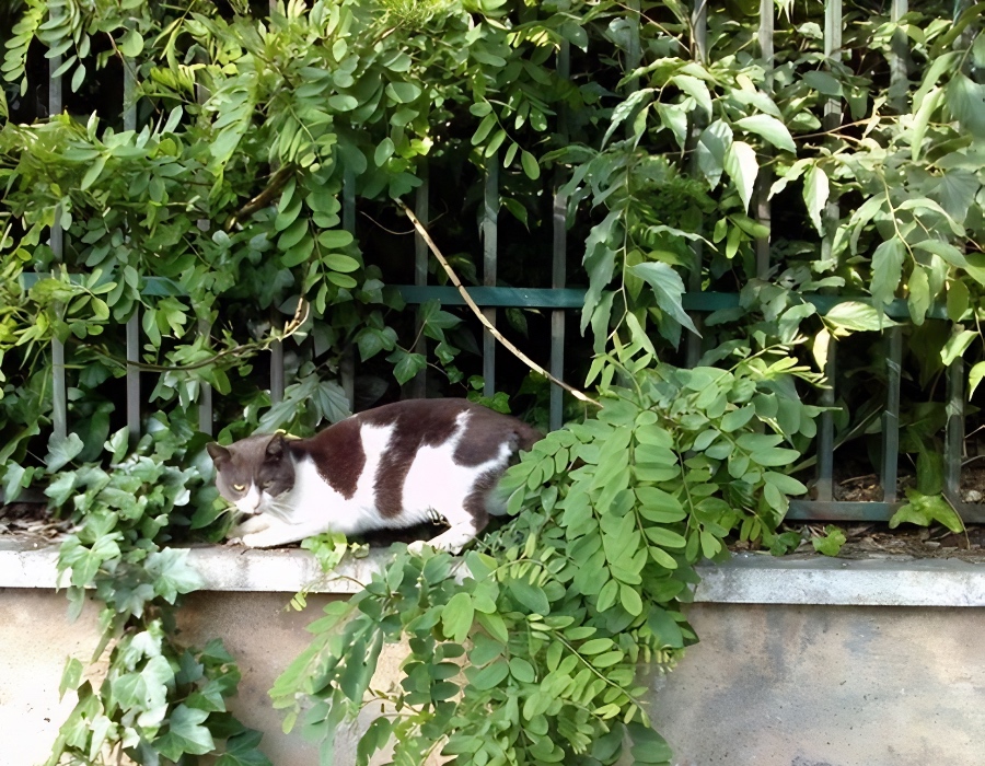 cat and gecko