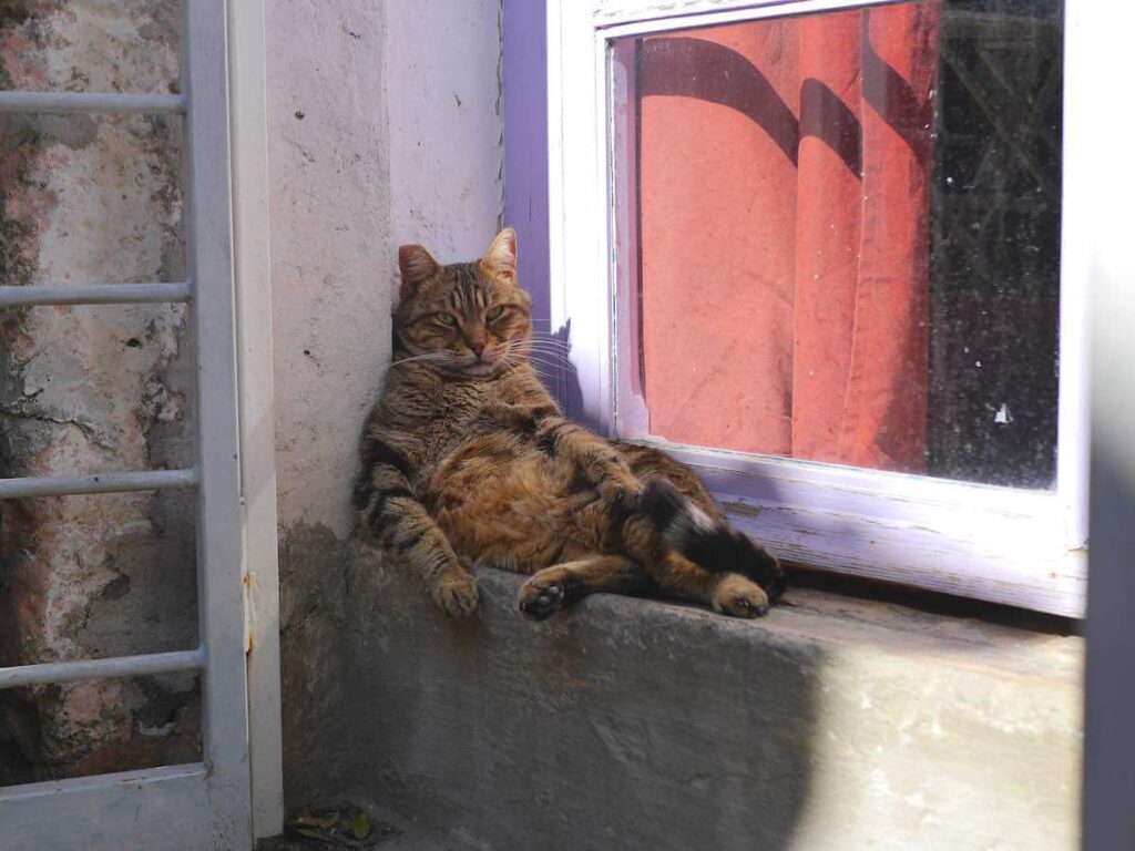 lazy cat in Calcata Vecchia