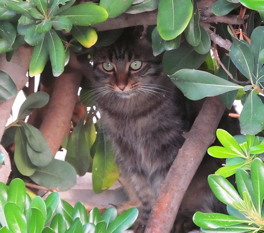 cat of Ischia