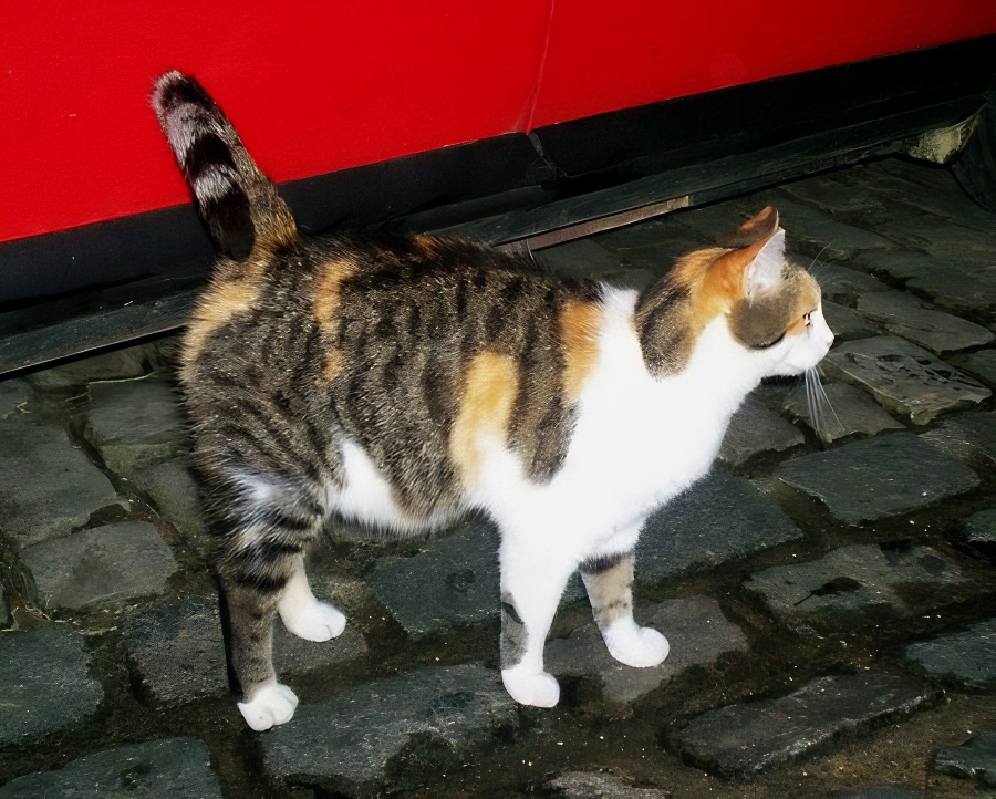 Clervaux castle cat