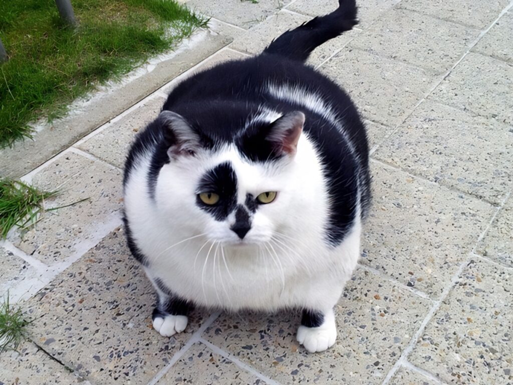 fat cat in Koningslo
