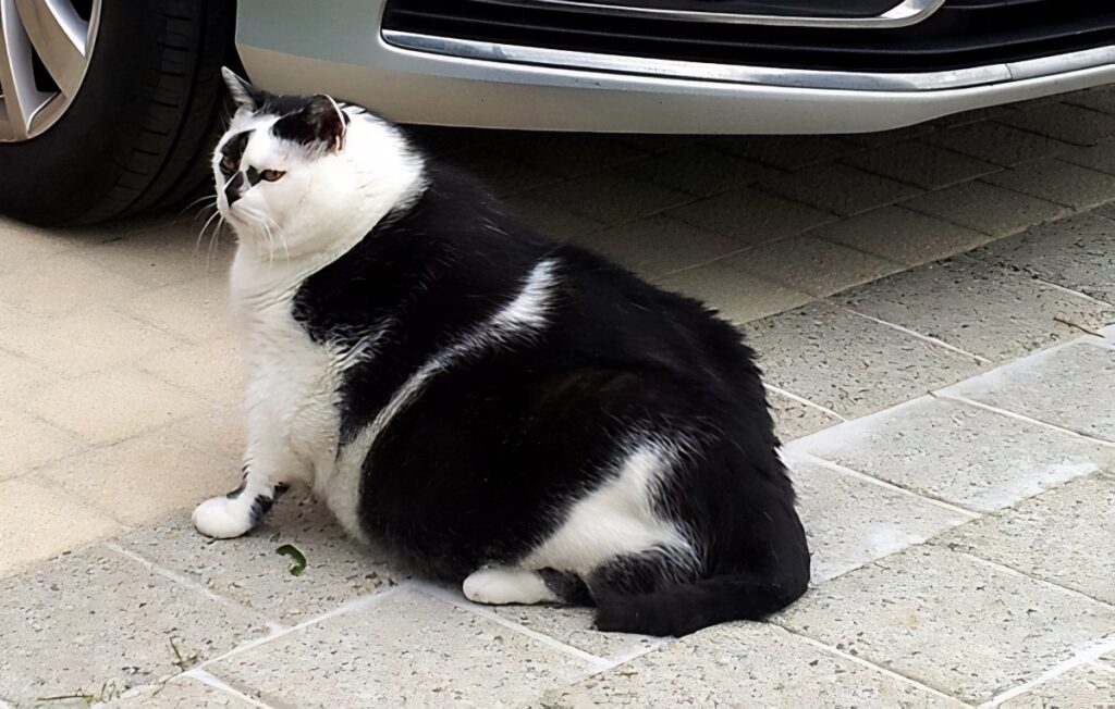 fat cat in Koningslo Belgium