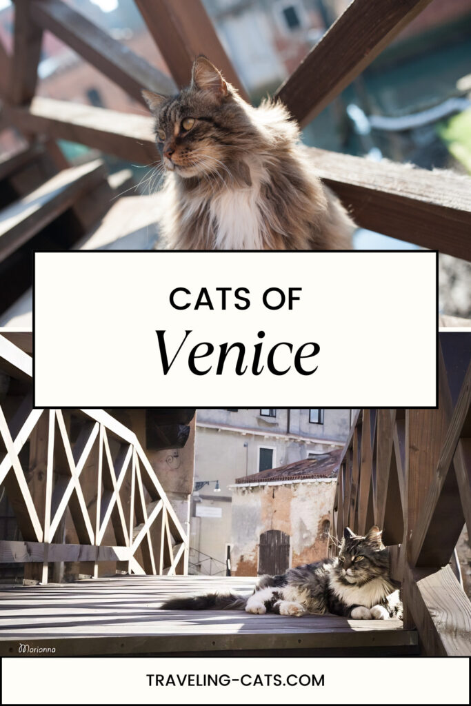 Maine Coon cats of Venice