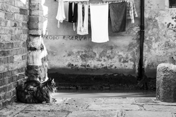 Maine Coon Venice