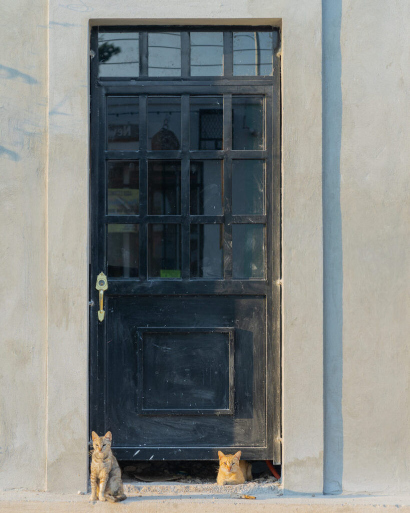 Mexico City cats
