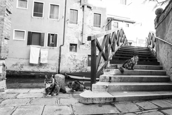 Ponte Storto cats