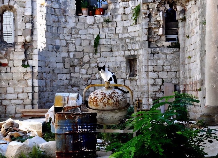 street cat in Dubrovnik