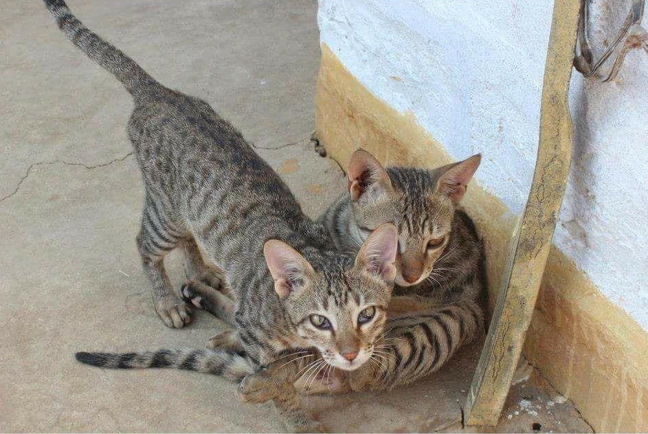 cats in the Thar desert of Jaisalmer in India