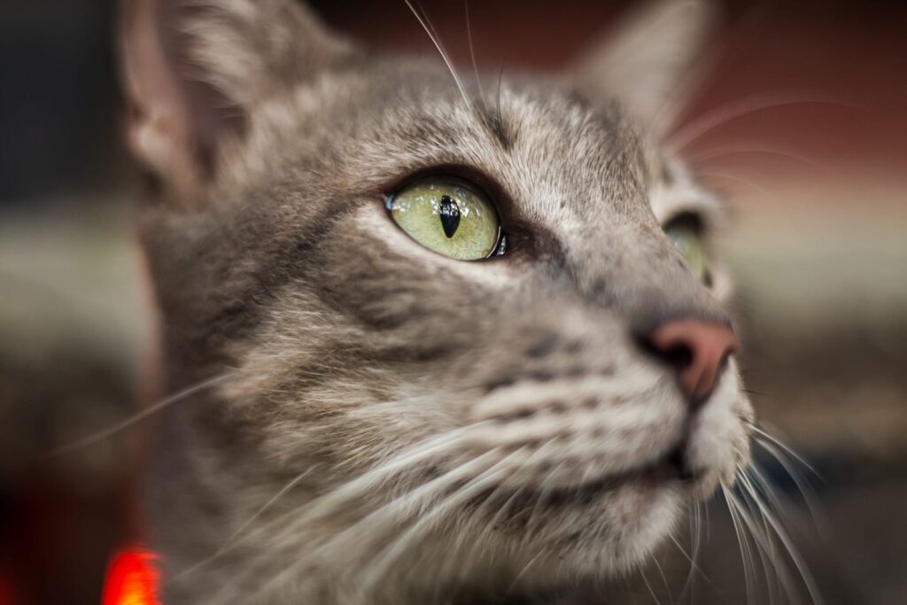Tulum cat
