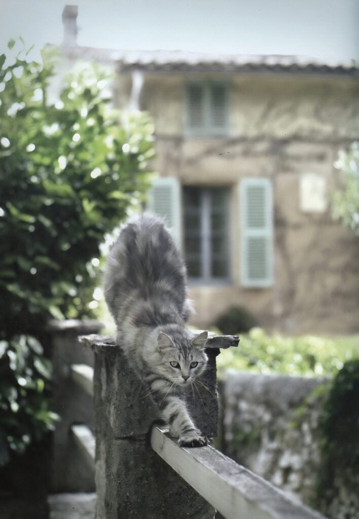 Romeo the cat of Ventabren