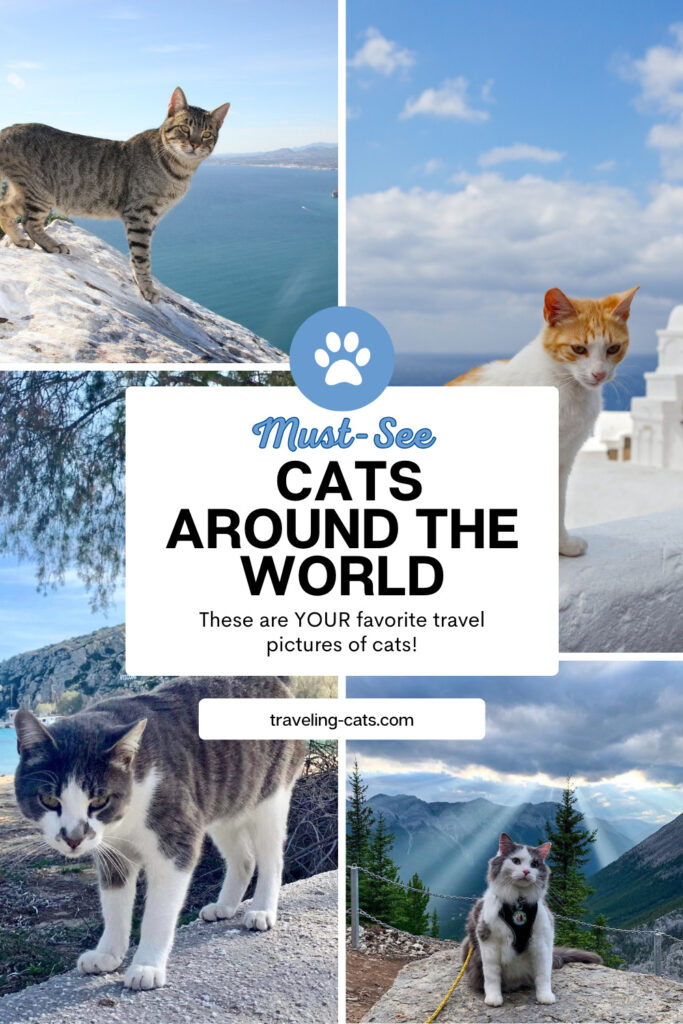 world cats