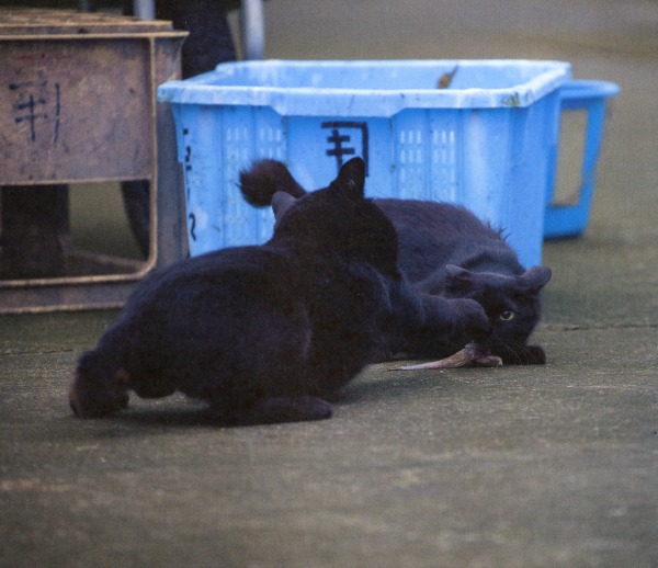 black cats fighting over a fish