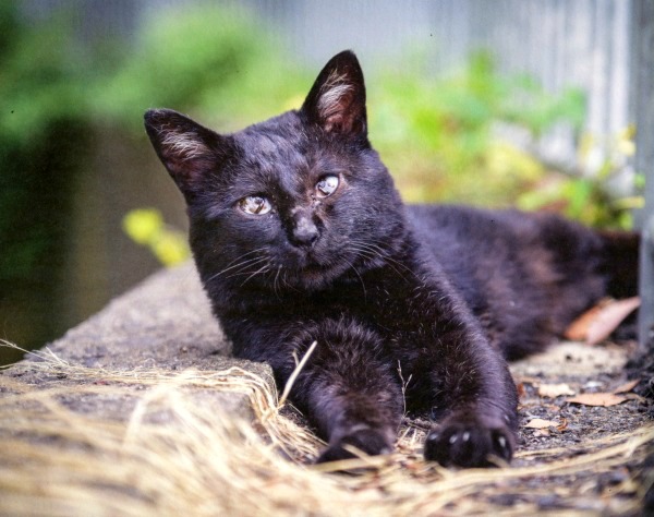 blind cat disease