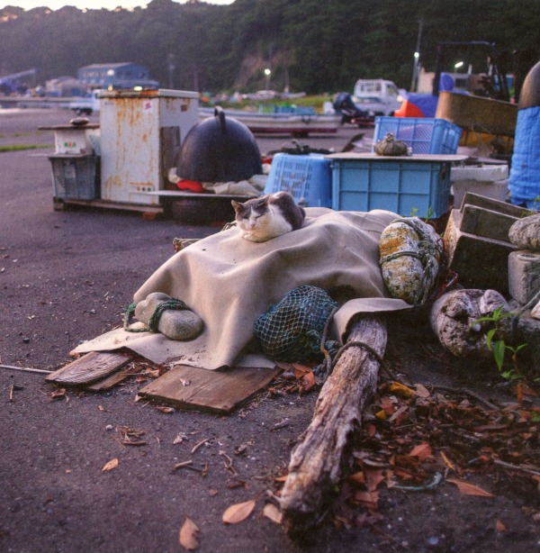 cat island near tokyo