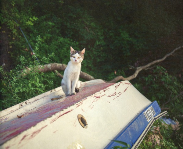 cat island neko shima
