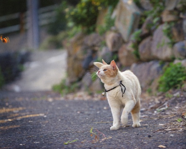 cat looking at insect