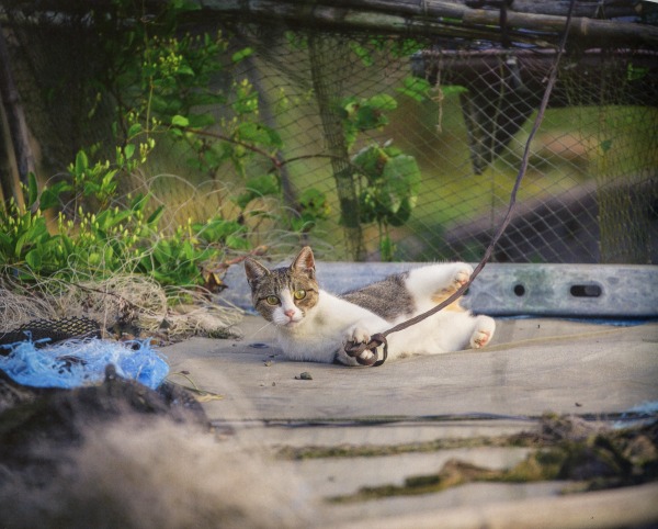 cat playing with rope
