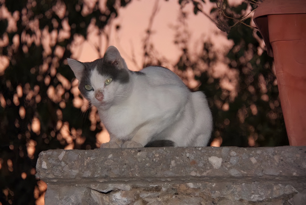 cats of Athens